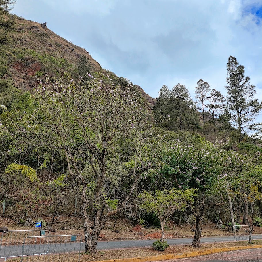 Patas-de-vaca floridas.