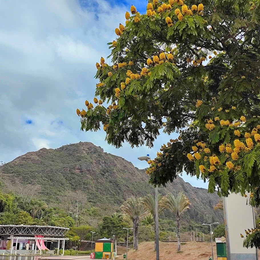 Copa florida da sibipiruna