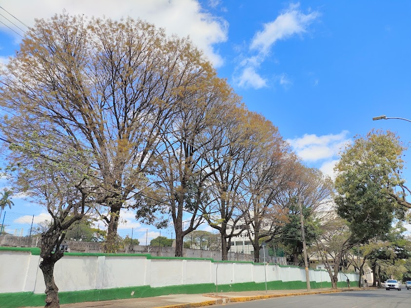 Sequência de mognos-brasileiros.