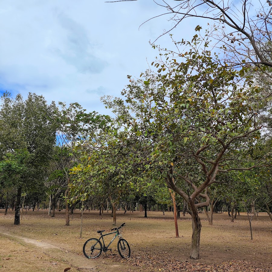 Goiabeira presente no Parque Ecológico da Pampulha
