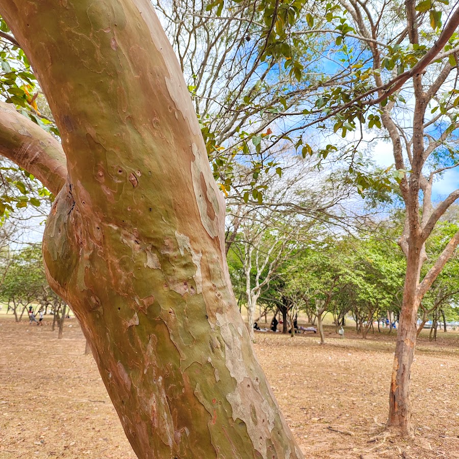 Tronco da goiabeira.