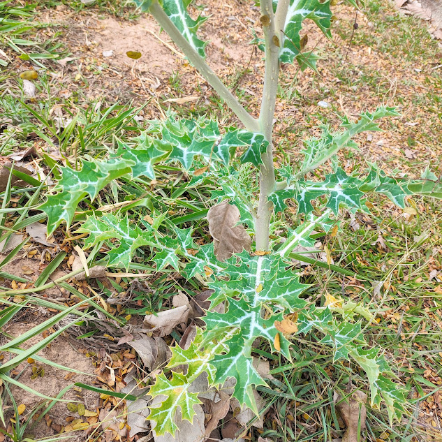 Papoula do méxico (Argemone mexicana)