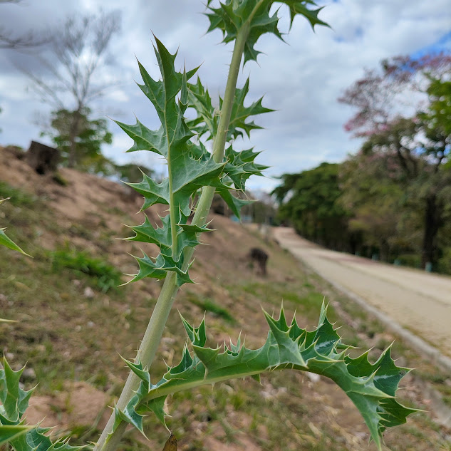 Papoula do méxico (Argemone mexicana)