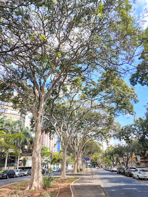 Pau-ferro em sequência.