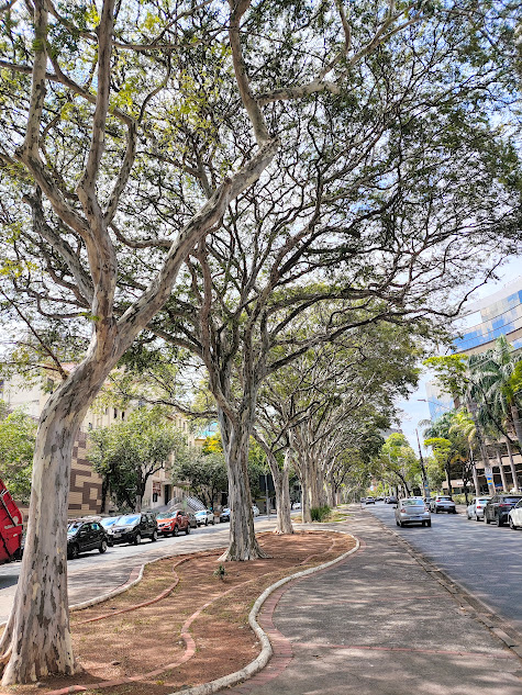 Pau-ferro em sequência.