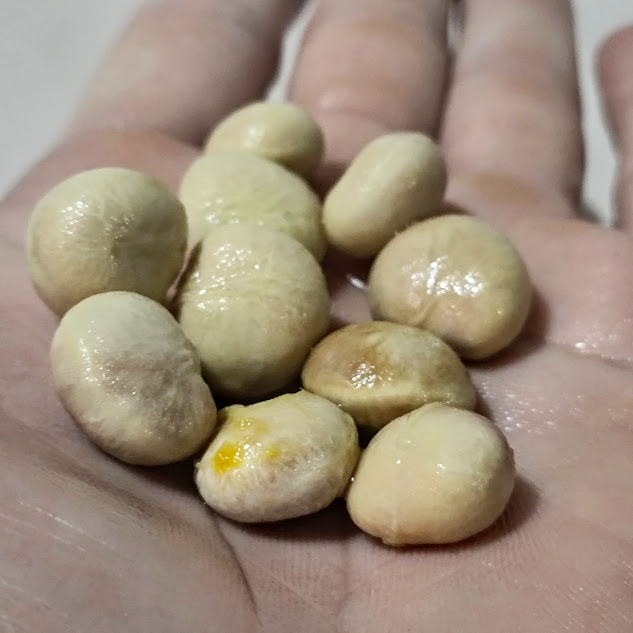 Sementes da cagaiteira.