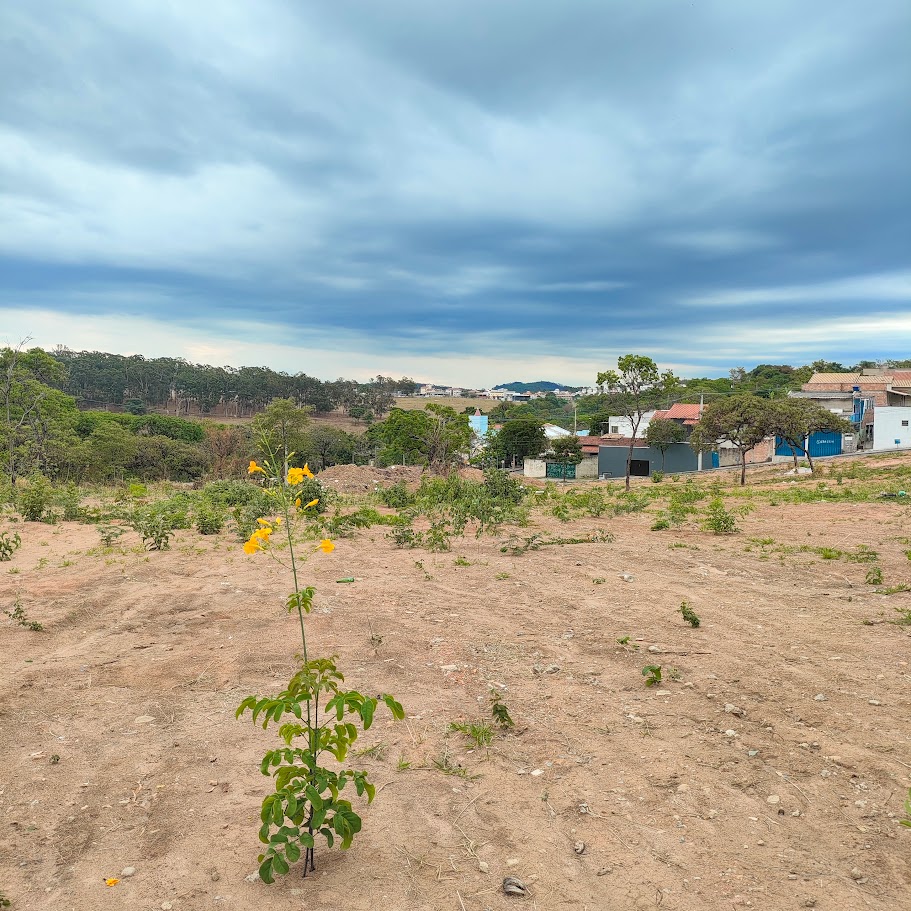 Adenocalymma pedunculatum em área aberta.