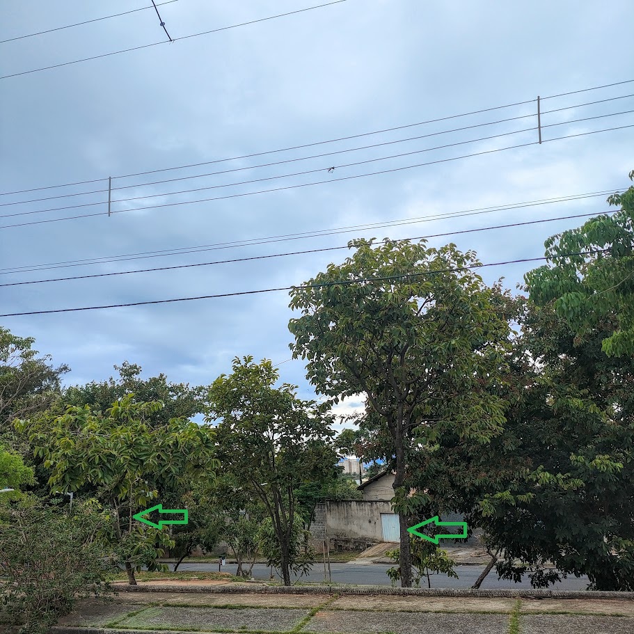 Dupla de caquis-do-cerrado.