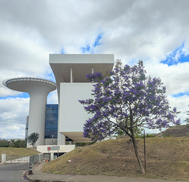 Jacarandá-boca-de-sapo florido