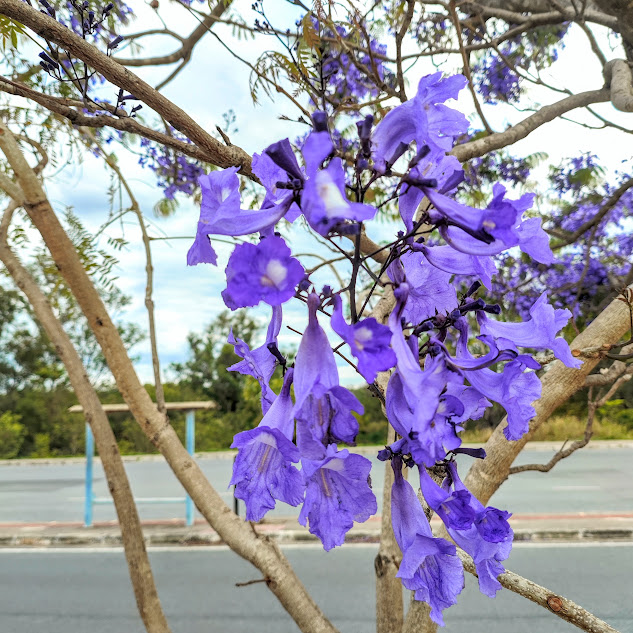Inflorescências do jacarandá-bico-de-pato.