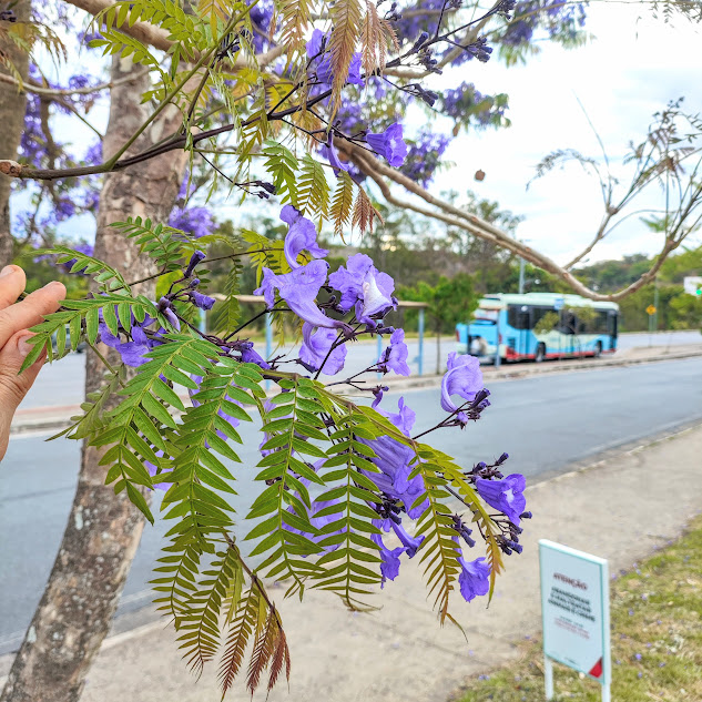 Folhas e flores do jacarandá-bico-de-pato.