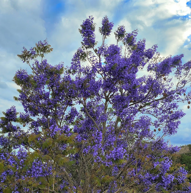 Copa florida do jacarandá-boca-de-sapo.