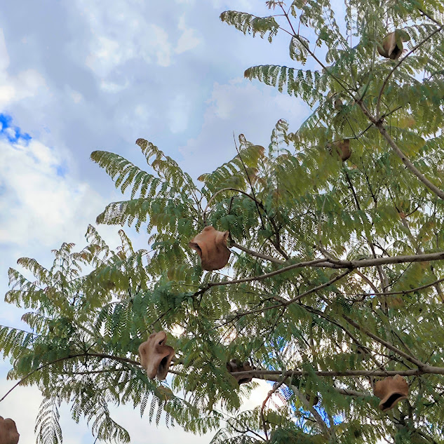 Folhas e frutos do jacarandá-bico-de-pato.