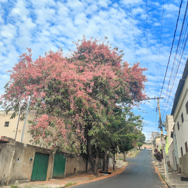 Cassia-rosa florida.