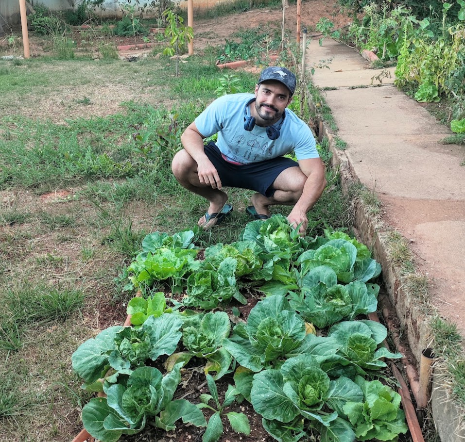 Canteiro com repolhos.
