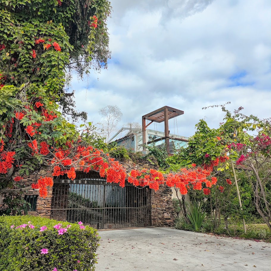 Jade-vermelha muito florida.