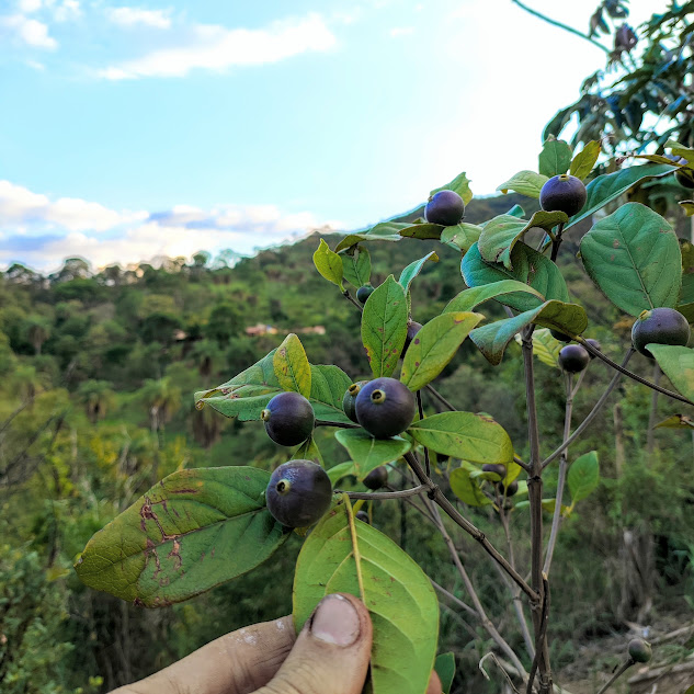 Folhas e frutos da marmelada.