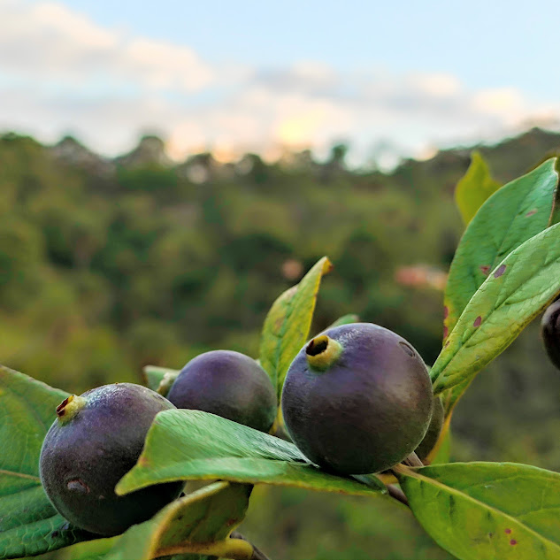 Frutos da marmelada.