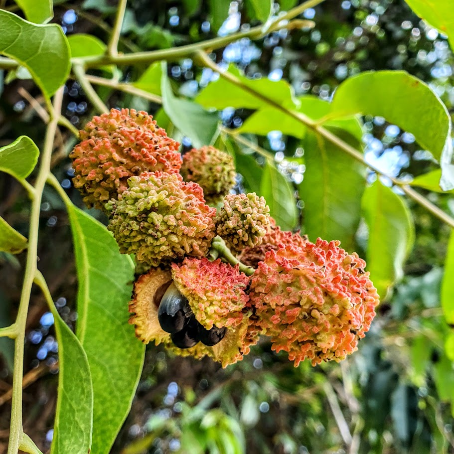 Frutos e sementes do camboatá-branco.