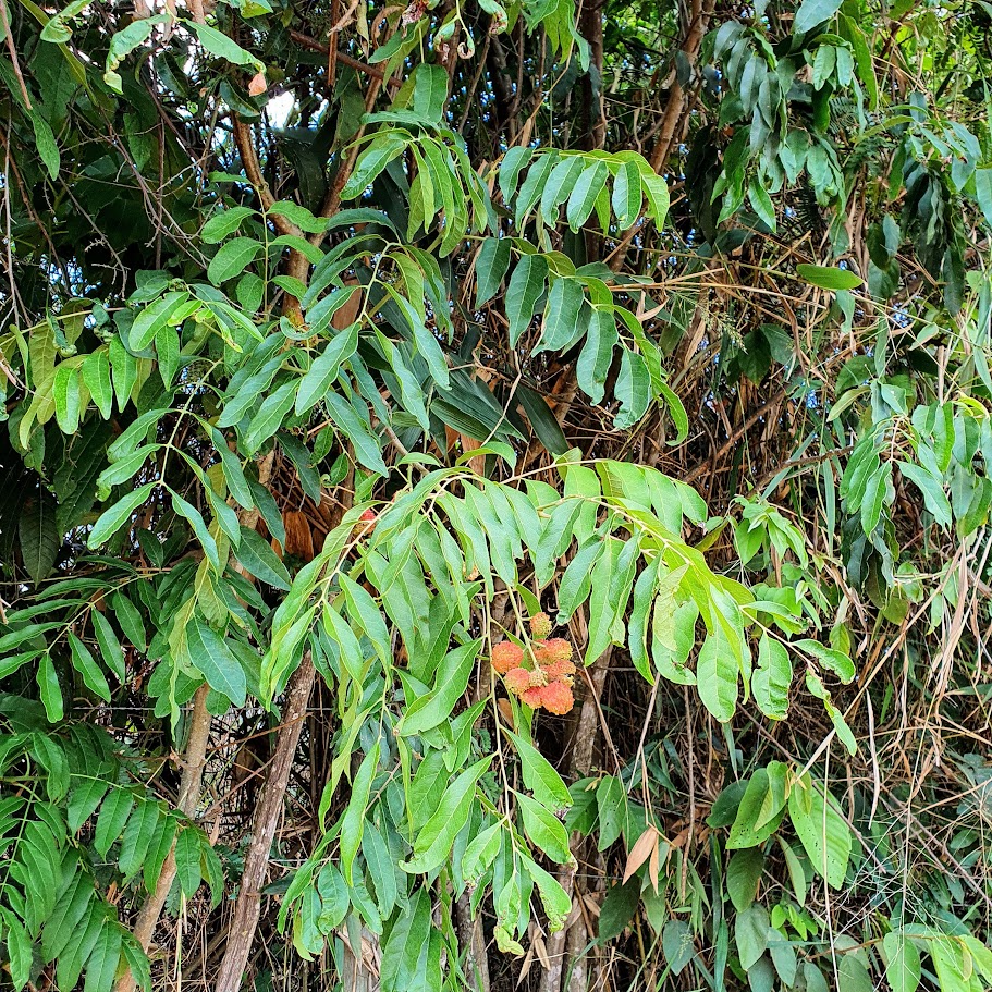 Camboatá-branco em borda florestal.