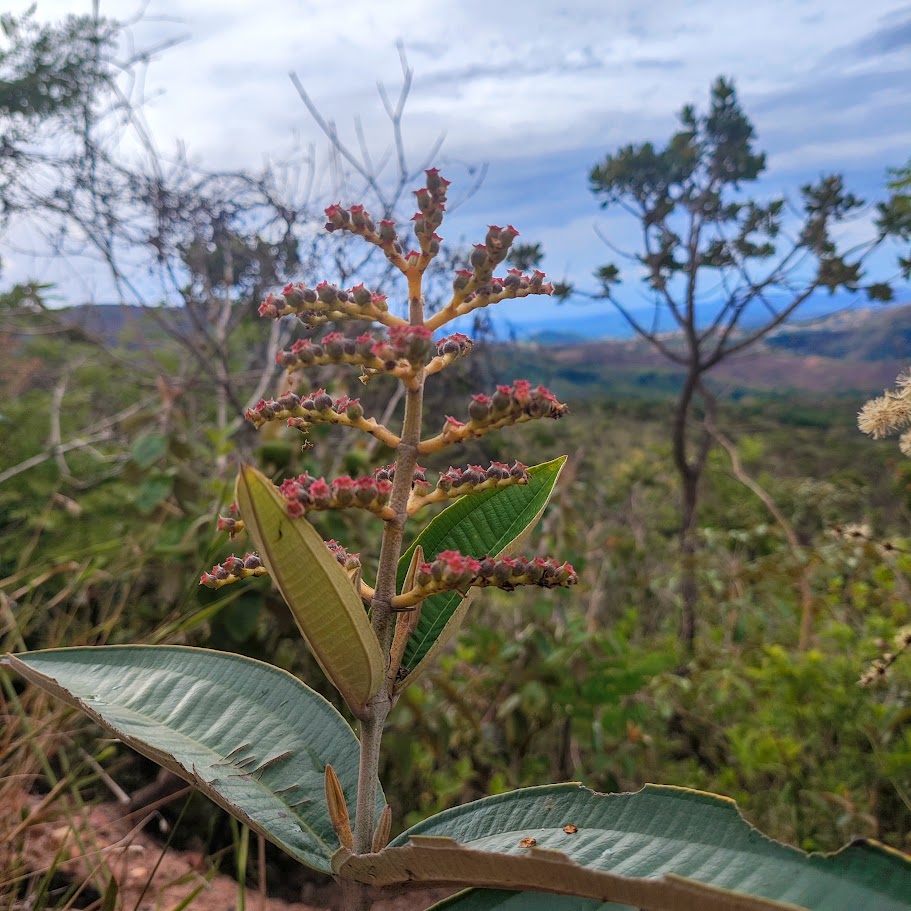Inflorescência da pixirica.
