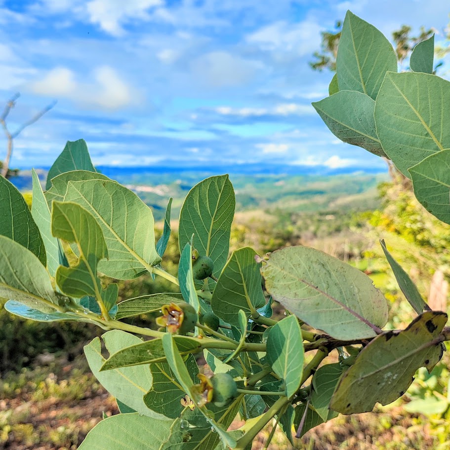 Folhas e frutos da gabiroba-vermelha.