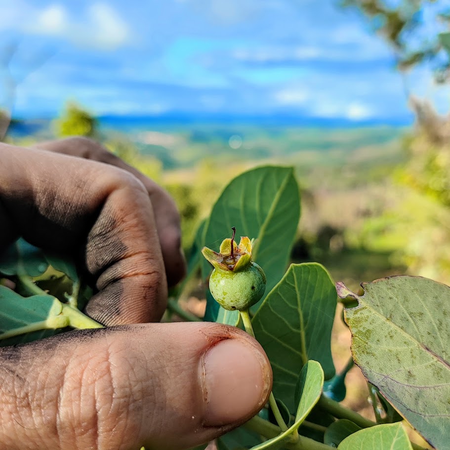 Fruto da gabiroba-vermelha.