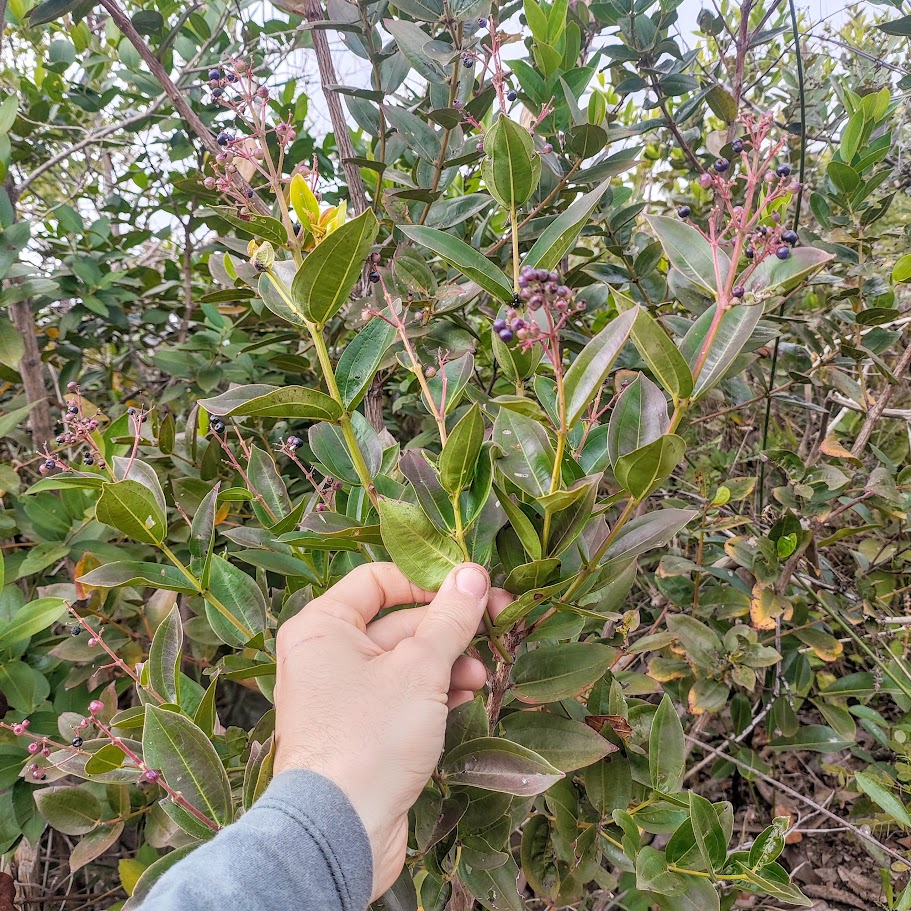 Folhagem do pixirico.