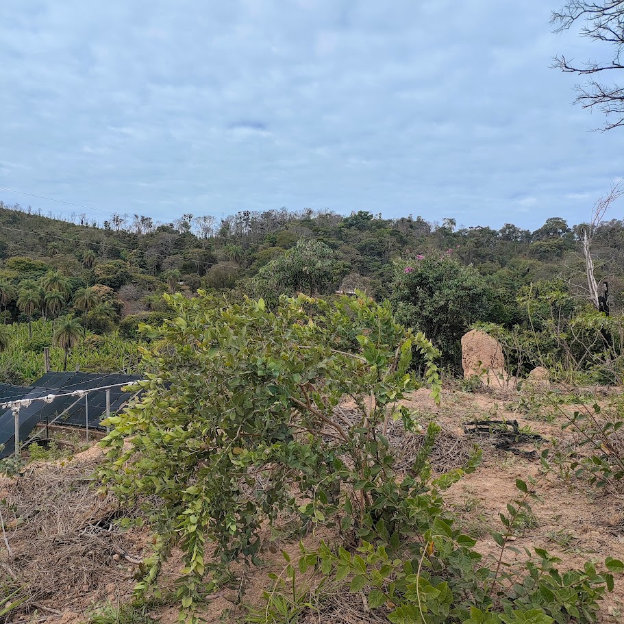 Arbusto de gabiroba-vermelha.