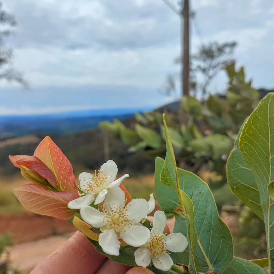 Folhas e flores da gabiroba-vermelha.
