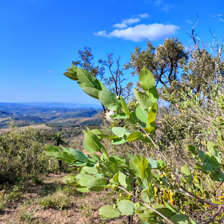 Ramo e folhas da gabiroba-vermelha.