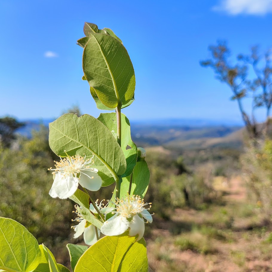 Folhas e flores da gabiroba-vermelha.