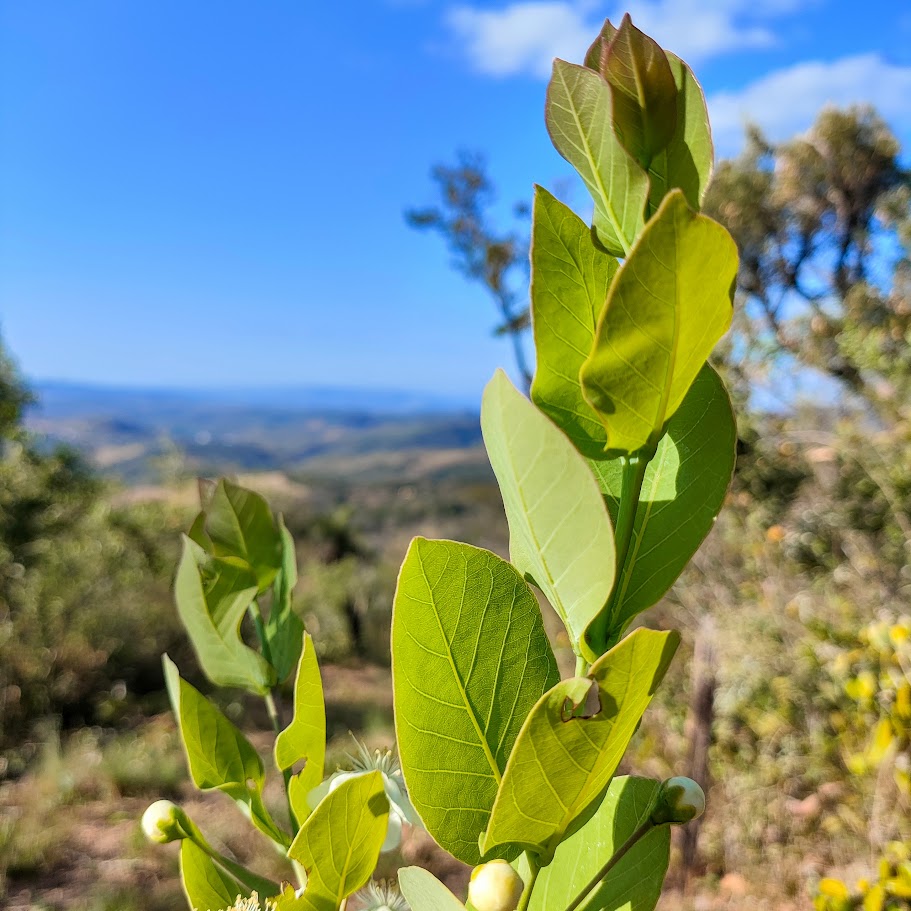 Folhas da gabiroba-vermelha.