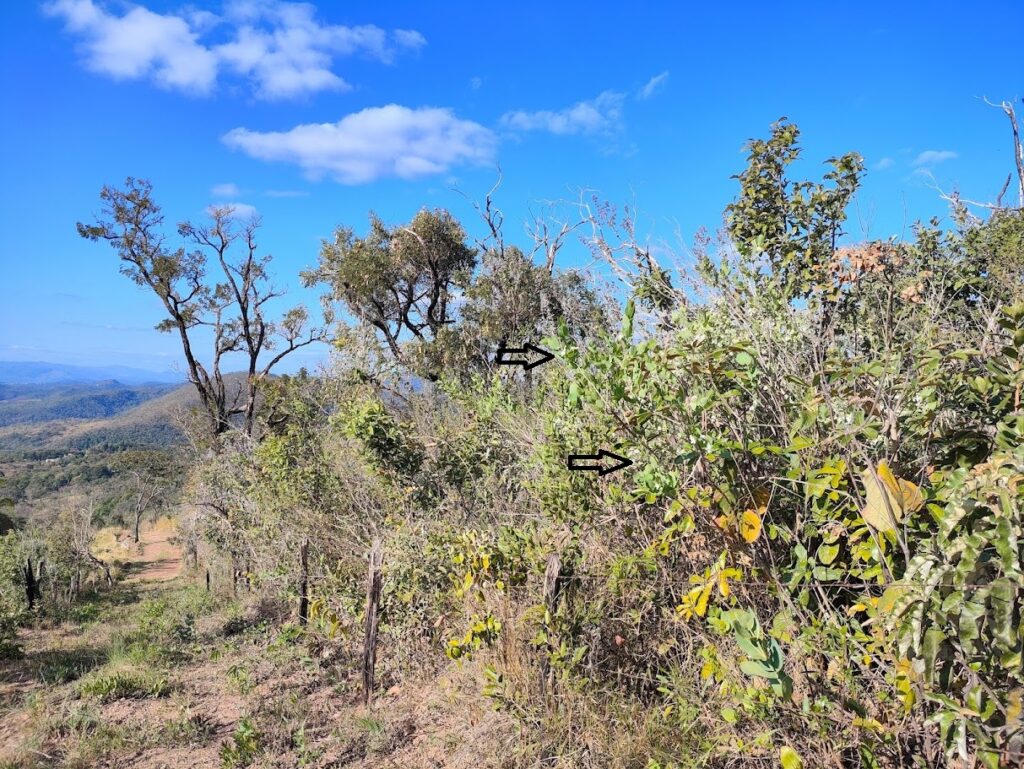 Gabiroba-vermelha em área de cerrado.