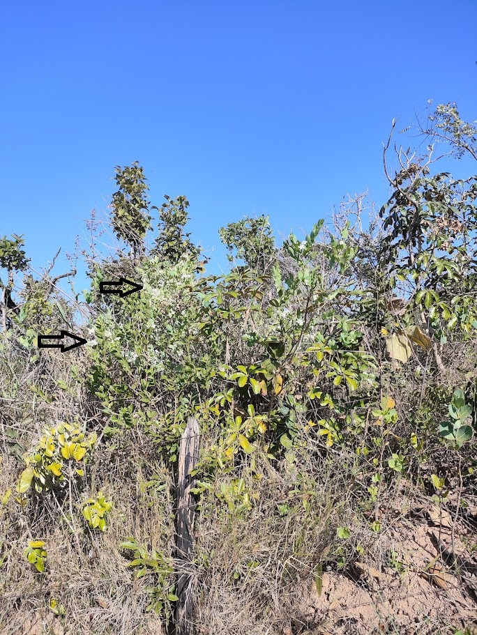 Gabiroba-vermelha em área de cerrado
