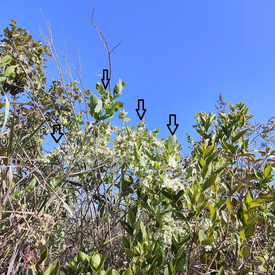 Gabiroba-vermelha no meio do cerrado.