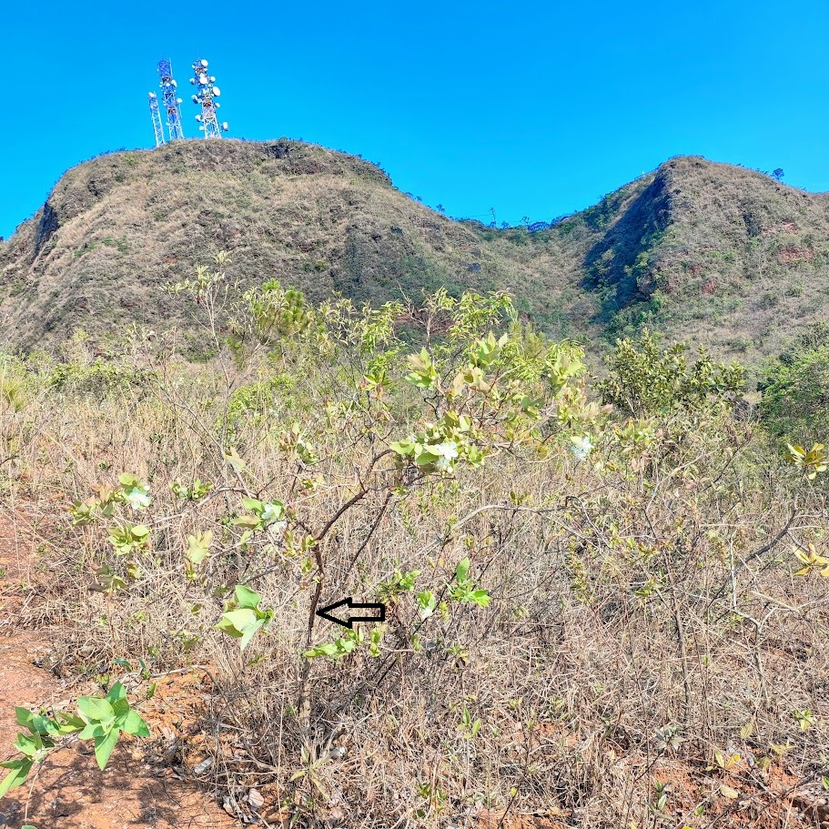 Gabiroba-vermelha em área de cerrado.