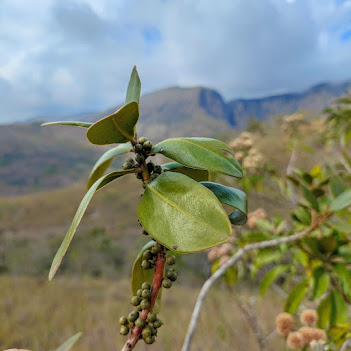Folhas e frutos da capororoca.