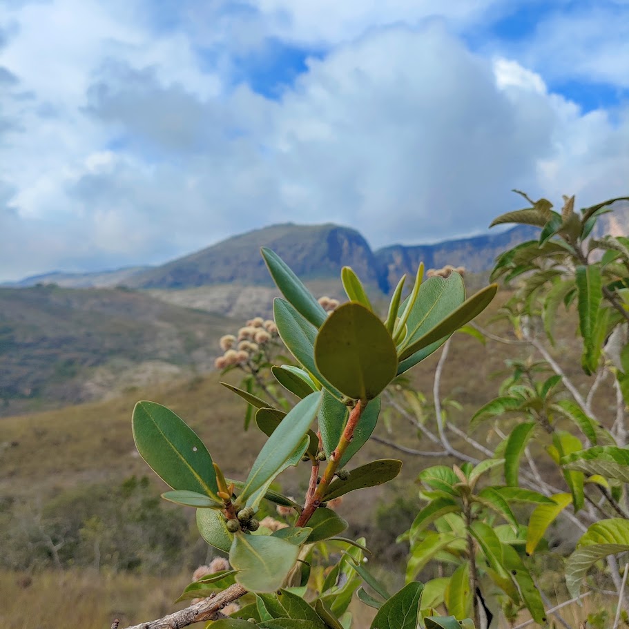 Folhas da capororoca.