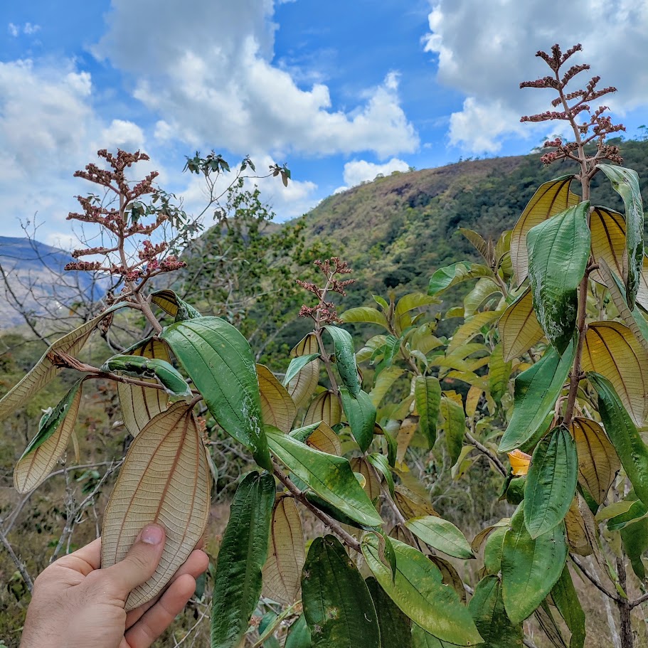 Folhagem do pixirico.