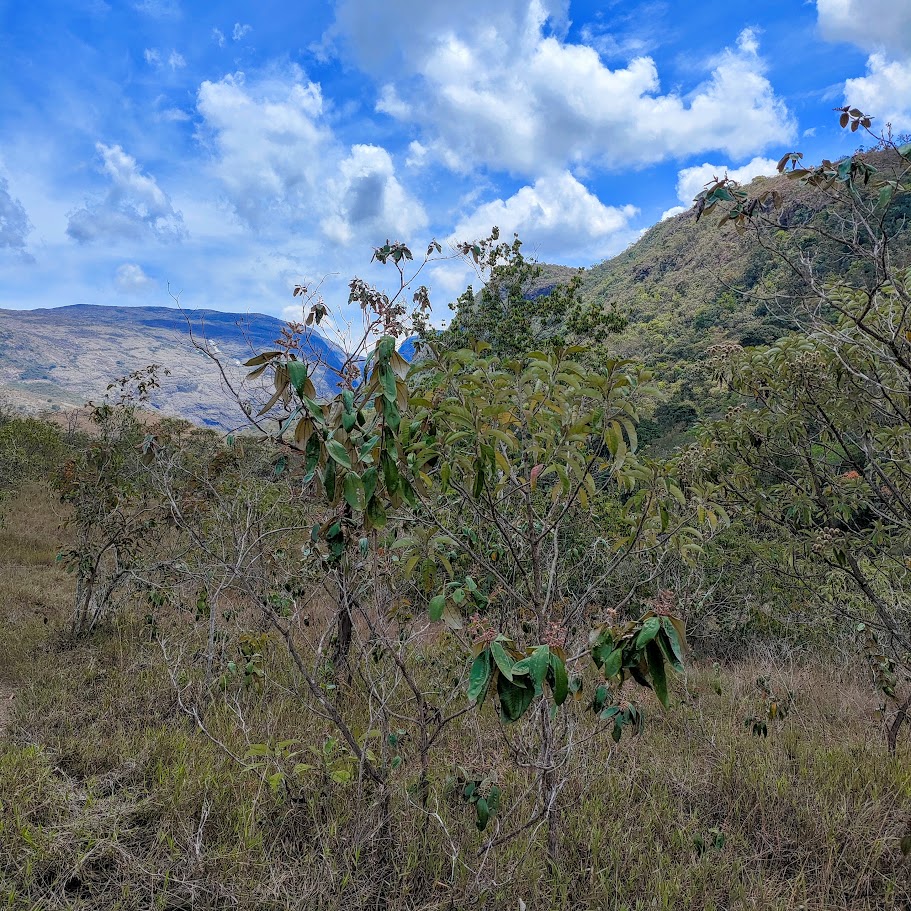 Pixirico em área de cerrado.