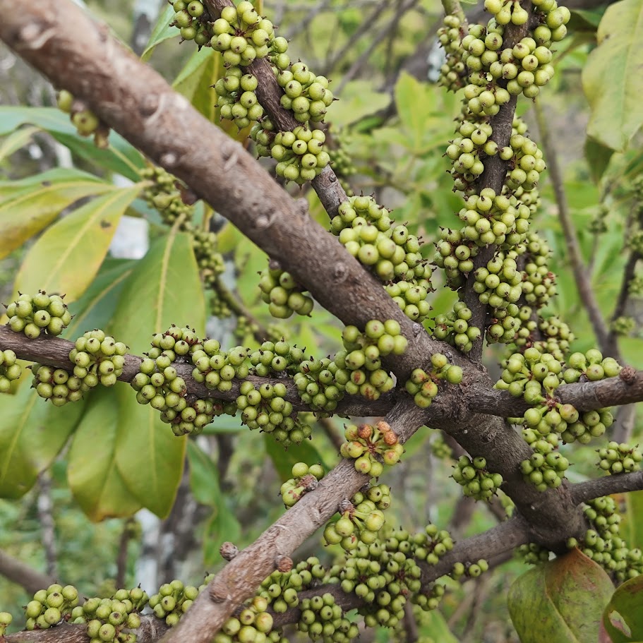 Frutos da capororoca.