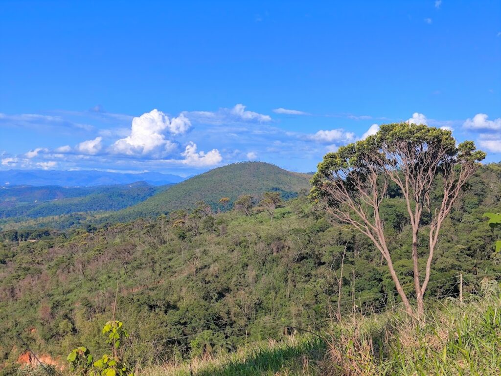 Paus-de-tucano floridos.