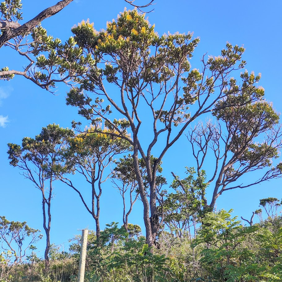 Bosque de paus-de-tucano.