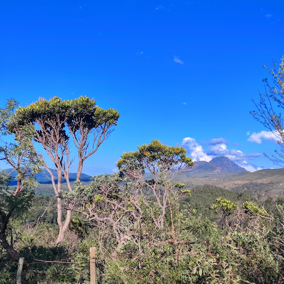 Paus-de-tucano floridos.