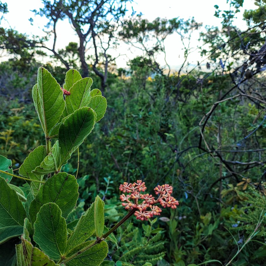 Folhas e inflorescências do cipó-de-fogo.