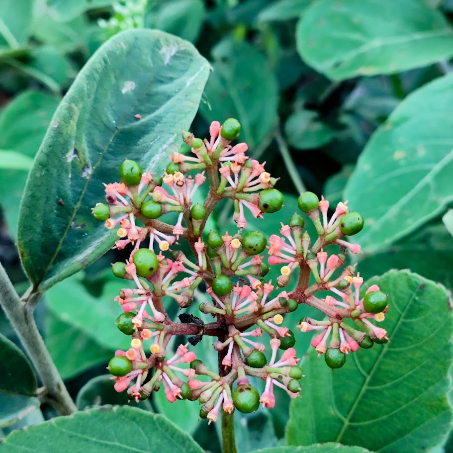 Inflorescência e frutos do cipó-de-fogo.