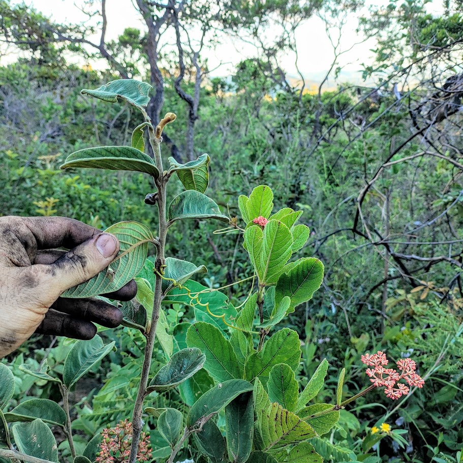 Gavinhas do cipó-de-fogo.