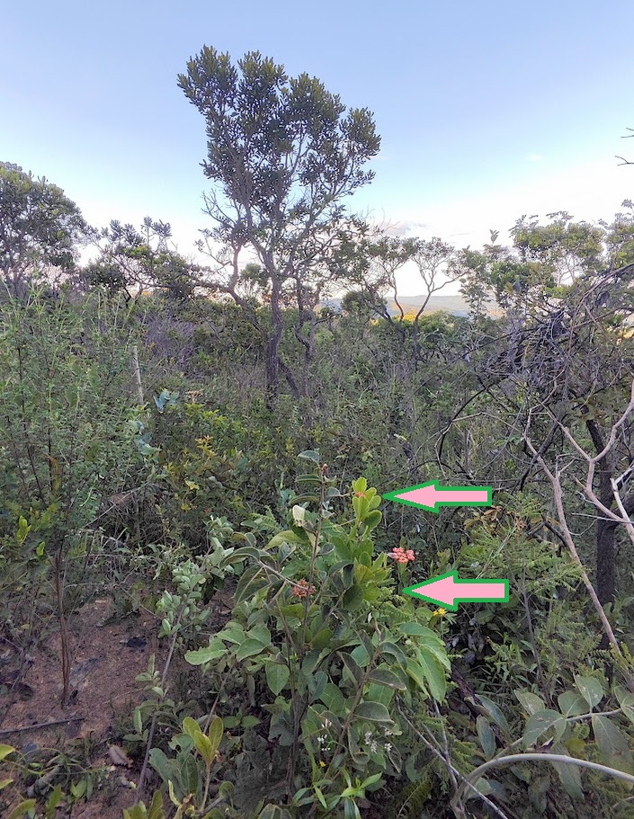 Cipó-de-fogo em área natural.