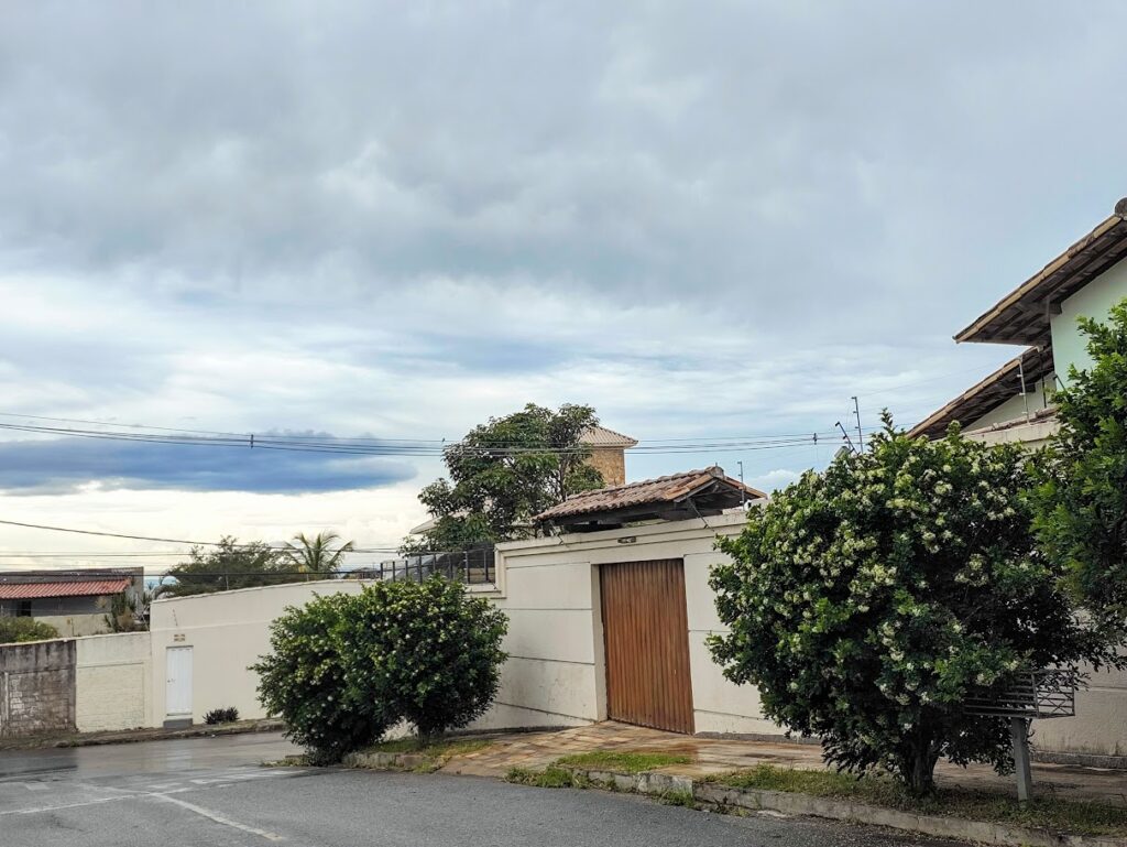 Damas-da-noite floridas.